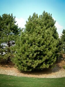 Сосна Чёрная (Pinus Nigra) купить по цене от 270.00р. в интернет-магазине «Посадика» с доставкой почтой в в Шебекиное и по всей России – [изображение №1].