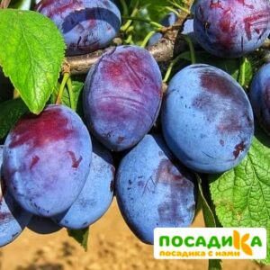 Слива Чачакская ранняя купить по цене от 229.00р. в интернет-магазине «Посадика» с доставкой почтой в в Шебекиное и по всей России – [изображение №1].