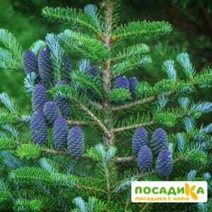 Пихта корейская (Abies koreana) купить по цене от 450.00р. в интернет-магазине «Посадика» с доставкой почтой в в Шебекиное и по всей России – [изображение №1].