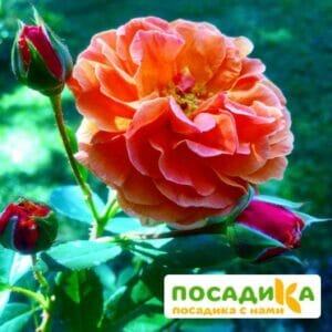 Роза Арабия купить по цене от 350.00р. в интернет-магазине «Посадика» с доставкой почтой в в Шебекиное и по всей России – [изображение №1].