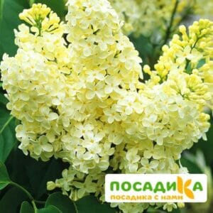 Сирень Примроуз (Primrose) купить по цене от 529.00р. в интернет-магазине «Посадика» с доставкой почтой в в Шебекиное и по всей России – [изображение №1].