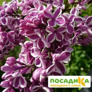 Сирень Сенсация купить по цене от 529.00р. в интернет-магазине «Посадика» с доставкой почтой в в Шебекиное и по всей России – [изображение №1].