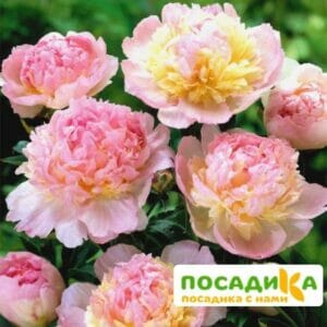 Пион Распберри Сандей (Paeonia Raspberry Sundae) купить по цене от 959р. в интернет-магазине «Посадика» с доставкой почтой в в Шебекиное и по всей России – [изображение №1].