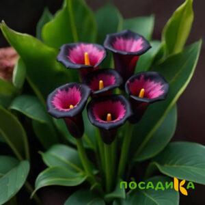 Калла Аура Лейс купить по цене от 400р. в интернет-магазине «Посадика» с доставкой почтой в в Шебекиное и по всей России – [изображение №1].