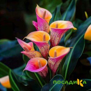 Калла Оникс купить по цене от 450р. в интернет-магазине «Посадика» с доставкой почтой в в Шебекиное и по всей России – [изображение №1].
