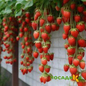 Клубника вьющаяся Комплимент купить по цене от 470р. в интернет-магазине «Посадика» с доставкой почтой в в Шебекиное и по всей России – [изображение №1].