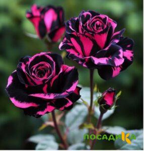 Роза Багровый Шепот купить по цене от 366р. в интернет-магазине «Посадика» с доставкой почтой в в Шебекиное и по всей России – [изображение №1].