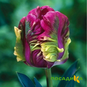 Тюльпан Экзотик Хэвен купить по цене от 186р. в интернет-магазине «Посадика» с доставкой почтой в в Шебекиное и по всей России – [изображение №1].