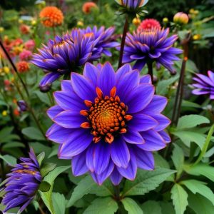 Георгин Лазурит купить по цене от 799р. в интернет-магазине «Посадика» с доставкой почтой в в Шебекиное и по всей России – [изображение №1].