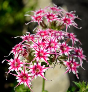 Флокс Метельчатый Путь купить по цене от 456р. в интернет-магазине «Посадика» с доставкой почтой в в Шебекиное и по всей России – [изображение №1].