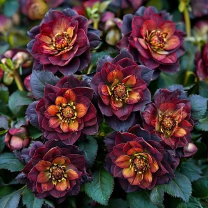 Морозник Сноу Дроп купить по цене от 348р. в интернет-магазине «Посадика» с доставкой почтой в в Шебекиное и по всей России – [изображение №1].