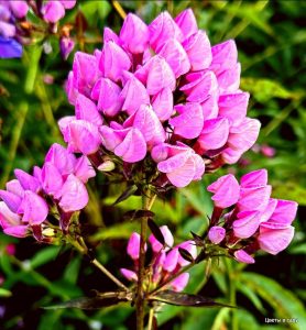 Флокс Бутоник купить по цене от 461р. в интернет-магазине «Посадика» с доставкой почтой в в Шебекиное и по всей России – [изображение №1].