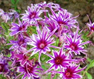 Флокс Звездное Кружево купить по цене от 361р. в интернет-магазине «Посадика» с доставкой почтой в в Шебекиное и по всей России – [изображение №1].