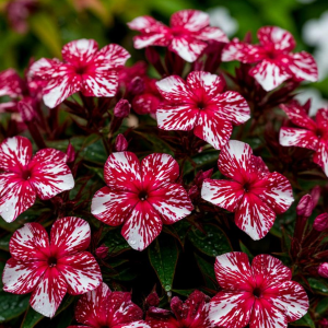 Флокс Ливер Гриммер купить по цене от 590р. в интернет-магазине «Посадика» с доставкой почтой в в Шебекиное и по всей России – [изображение №1].